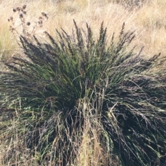 Gahnia subaequiglumis (Bog Saw-sedge) at Paddys River, ACT - 25 Apr 2021 by NedJohnston