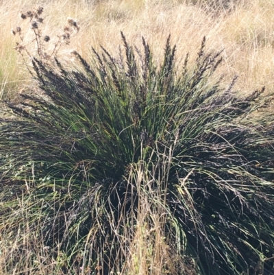 Gahnia subaequiglumis (Bog Saw-sedge) at Paddys River, ACT - 25 Apr 2021 by Ned_Johnston