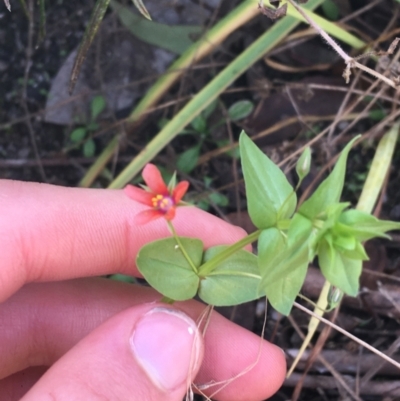 Lysimachia arvensis (Scarlet Pimpernel) at Namadgi National Park - 25 Apr 2021 by NedJohnston