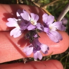 Euphrasia caudata (Tailed Eyebright) at Tennent, ACT - 25 Apr 2021 by Ned_Johnston