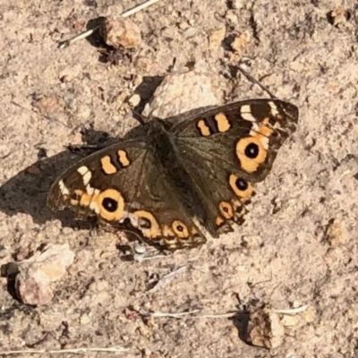 Junonia villida (Meadow Argus) at Theodore, ACT - 28 Apr 2021 by KMcCue