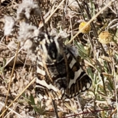 Apina callisto (Pasture Day Moth) at Theodore, ACT - 28 Apr 2021 by KMcCue