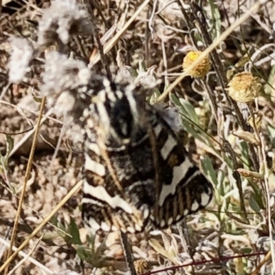 Apina callisto (Pasture Day Moth) at Tuggeranong Hill - 28 Apr 2021 by KMcCue