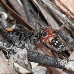 Calopompilus sp. (genus) (Spider wasp) at Downer, ACT - 26 Apr 2021 by Roger