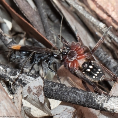 Calopompilus sp. (genus) (Spider wasp) at Downer, ACT - 26 Apr 2021 by Roger