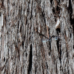 Gasteruption sp. (genus) at O'Connor, ACT - 26 Apr 2021