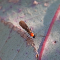 Braconidae (family) (Unidentified braconid wasp) at O'Connor, ACT - 26 Apr 2021 by ConBoekel