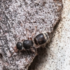 Odontomyrme sp. (genus) (A velvet ant) at Forde, ACT - 28 Apr 2021 by Roger