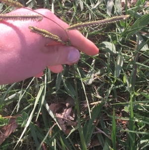 Paspalum dilatatum at Lyneham, ACT - 28 Apr 2021