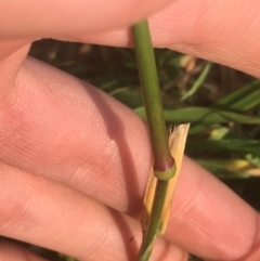 Bromus catharticus at Lyneham, ACT - 28 Apr 2021