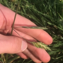 Bromus catharticus at Lyneham, ACT - 28 Apr 2021