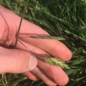 Bromus catharticus at Lyneham, ACT - 28 Apr 2021