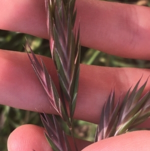 Bromus catharticus at Lyneham, ACT - 28 Apr 2021