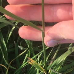 Bromus catharticus at Lyneham, ACT - 28 Apr 2021