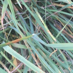 Dactylis glomerata at Lyneham, ACT - 28 Apr 2021