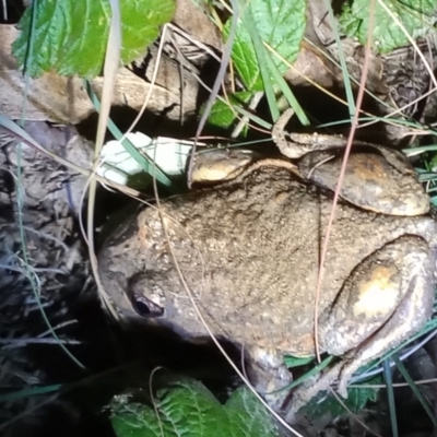 Limnodynastes dumerilii (Eastern Banjo Frog) at Point Hut to Tharwa - 28 Apr 2021 by MichaelBedingfield