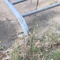 Bothriochloa macra at Lyneham, ACT - 28 Apr 2021