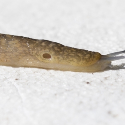 Limacus flavus (Yellow Cellar Slug) at Higgins, ACT - 26 Apr 2021 by AlisonMilton