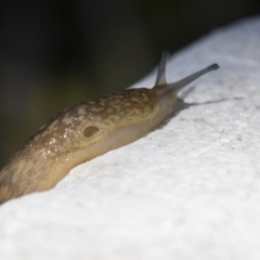 Limacus flavus at Higgins, ACT - 26 Apr 2021