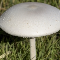 Macrolepiota dolichaula (Macrolepiota dolichaula) at Molonglo Valley, ACT - 29 Mar 2021 by AlisonMilton