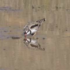 Charadrius melanops (Black-fronted Dotterel) at National Arboretum Forests - 29 Mar 2021 by AlisonMilton