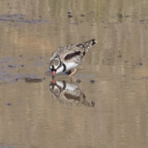 Charadrius melanops at National Arboretum Woodland - 30 Mar 2021 09:00 AM