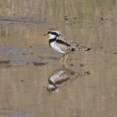 Charadrius melanops at National Arboretum Woodland - 30 Mar 2021 09:00 AM