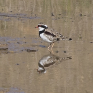 Charadrius melanops at National Arboretum Woodland - 30 Mar 2021 09:00 AM