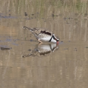 Charadrius melanops at National Arboretum Woodland - 30 Mar 2021 09:00 AM