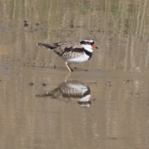 Charadrius melanops at National Arboretum Woodland - 30 Mar 2021 09:00 AM