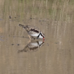 Charadrius melanops at National Arboretum Woodland - 30 Mar 2021 09:00 AM