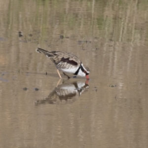 Charadrius melanops at National Arboretum Woodland - 30 Mar 2021 09:00 AM