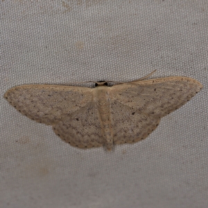 Scopula optivata at Wyanbene, NSW - 16 Apr 2021