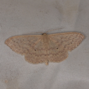 Scopula optivata at Wyanbene, NSW - 16 Apr 2021