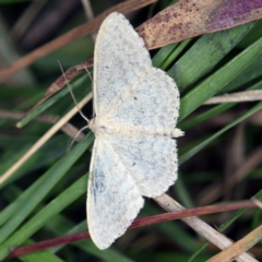 Scopula optivata at Wyanbene, NSW - 16 Apr 2021