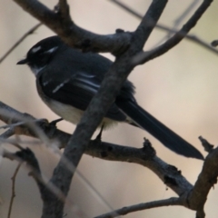 Rhipidura albiscapa (Grey Fantail) at Albury - 28 Apr 2021 by PaulF