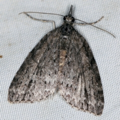 Microdes villosata (Distorted Carpet) at Deua National Park (CNM area) - 16 Apr 2021 by ibaird