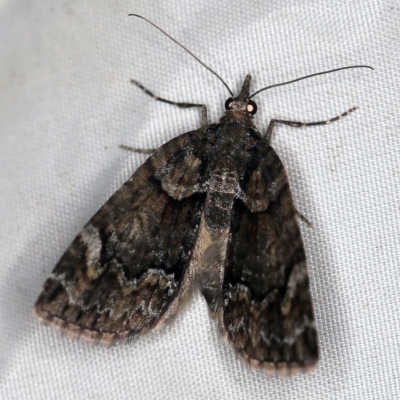 Microdes asystata (A Geometer moth) at Wyanbene, NSW - 16 Apr 2021 by ibaird