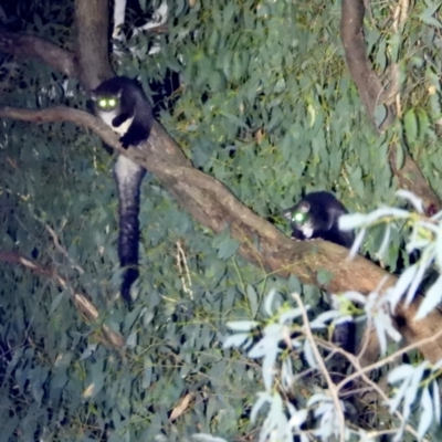 Petauroides volans (Greater Glider) at Baranduda Regional Park - 25 Mar 2021 by WingsToWander