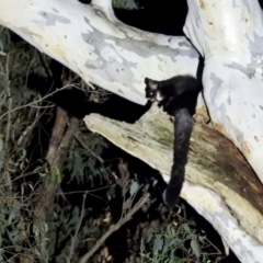 Petauroides volans (Greater Glider) at Baranduda Regional Park - 25 Mar 2021 by WingsToWander