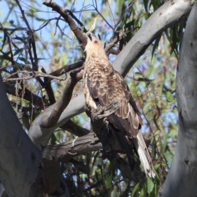 Haliastur sphenurus (Whistling Kite) at Lake Hume Village, NSW - 31 Mar 2021 by WingsToWander