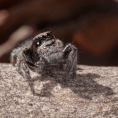 Maratus vespertilio (Bat-like peacock spider) at Crace, ACT - 26 Apr 2021 by DPRees125