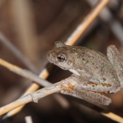 Litoria peronii (Peron's Tree Frog, Emerald Spotted Tree Frog) at Splitters Creek, NSW - 31 Mar 2021 by WingsToWander