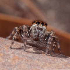 Jotus sp. (genus) (Unidentified Jotus Jumping Spider) at Crace, ACT - 26 Apr 2021 by DPRees125