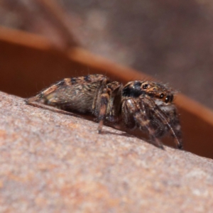 Jotus sp. (genus) at Crace, ACT - 26 Apr 2021