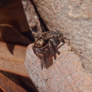 Jotus sp. (genus) at Crace, ACT - 26 Apr 2021