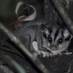 Petaurus norfolcensis (Squirrel Glider) at Wodonga Regional Park - 13 Apr 2021 by WingsToWander