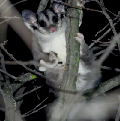 Petaurus norfolcensis (Squirrel Glider) at Bandiana, VIC - 13 Apr 2021 by WingsToWander