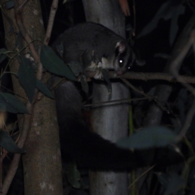 Petaurus norfolcensis (Squirrel Glider) at Wodonga Regional Park - 13 Apr 2021 by WingsToWander