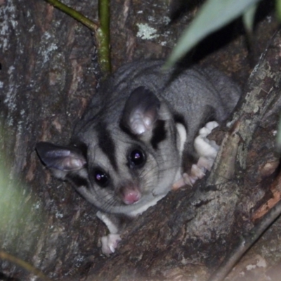 Petaurus norfolcensis (Squirrel Glider) at Bandiana, VIC - 13 Apr 2021 by WingsToWander